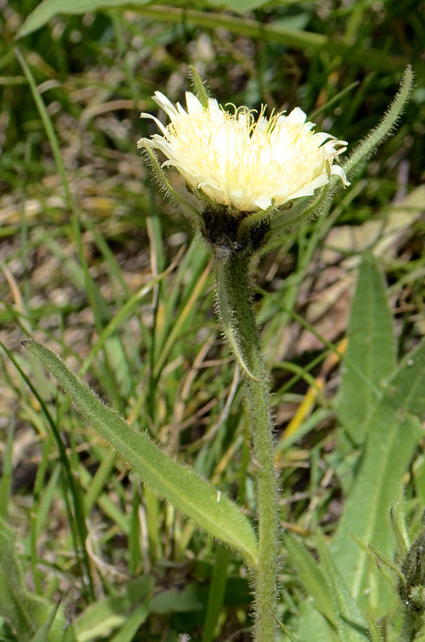 Schlagintweitia intybacea (=Hieracium intybaceum) / Sparviere vischioso